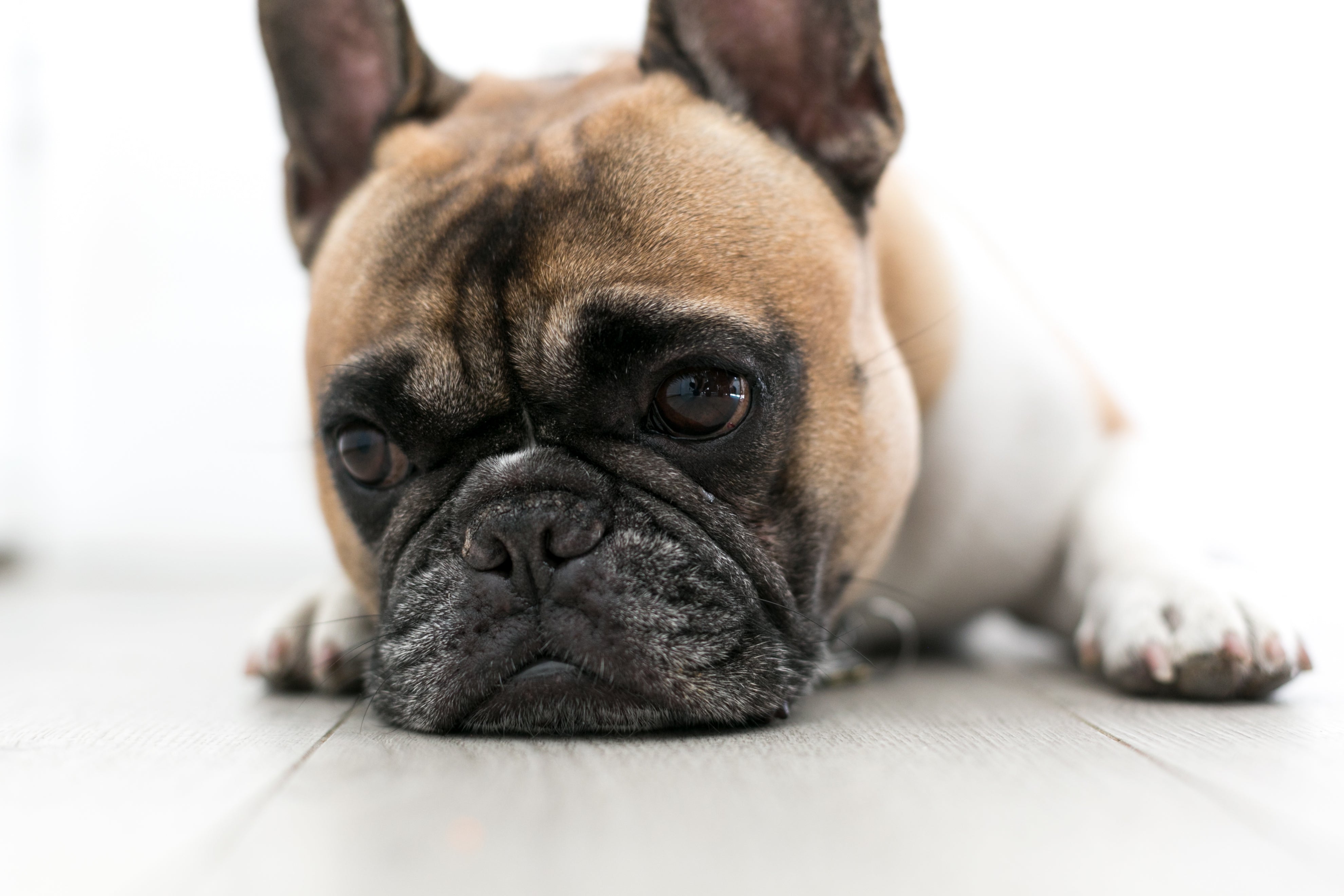 files/sad-dog.jpg